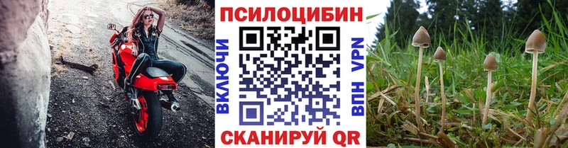 продажа наркотиков  Борзя  Псилоцибиновые грибы GOLDEN TEACHER 
